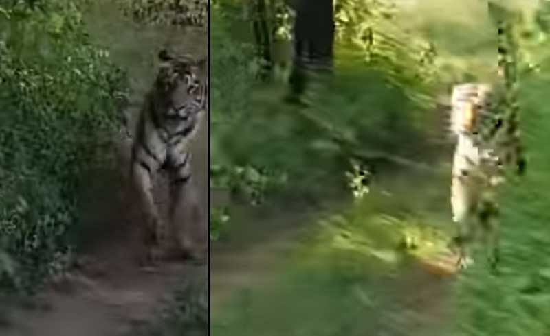 Watch: Tigress chases tourist vehicle in Maharashtra
