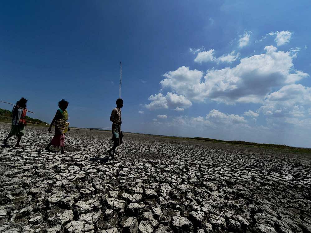 Over half of Odisha districts under drought threat