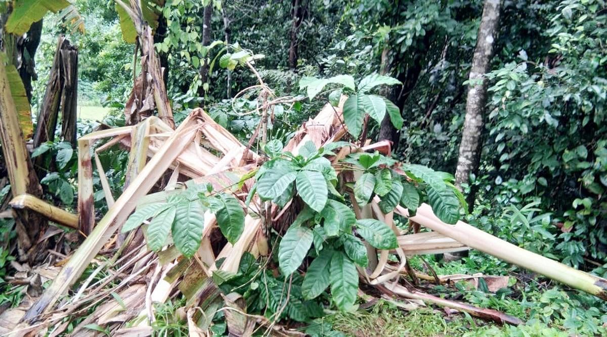 Elephants damage crops in Kannehalli