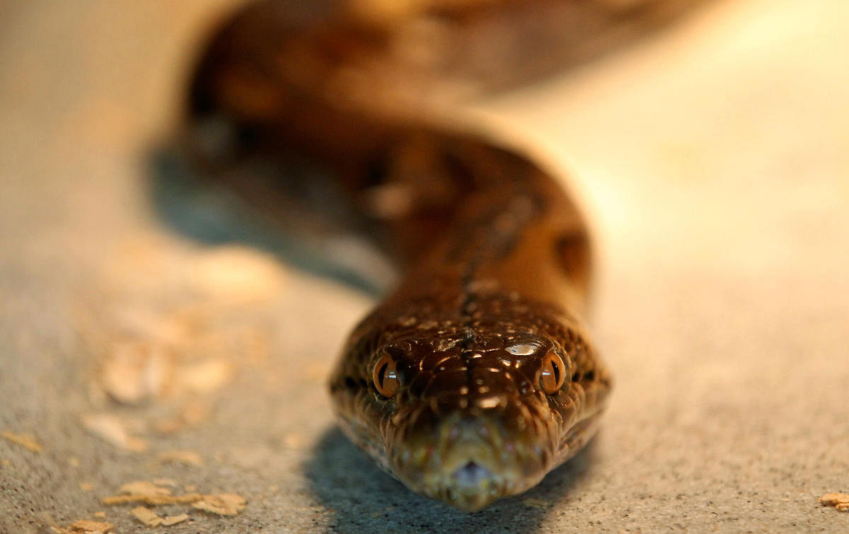 Snake chases lawmakers from Nigerian state parliament