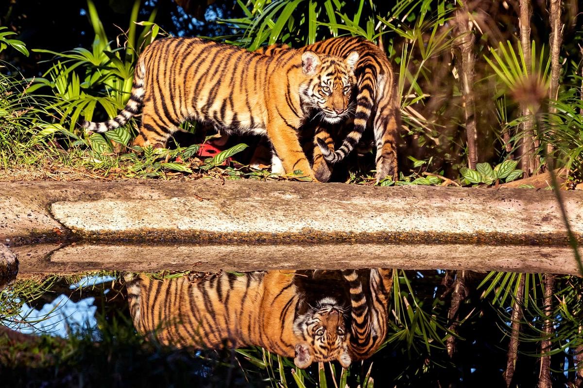 'Growth in tigers' no. due to efforts by govt, people'