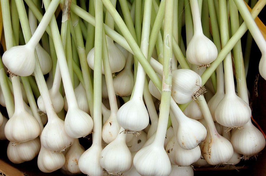 Garlic – packs a punch against disease