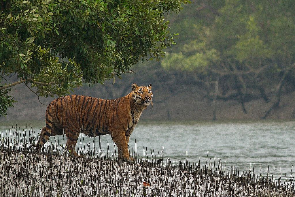 None to help, Bengal Tiger to go extinct in Bengal