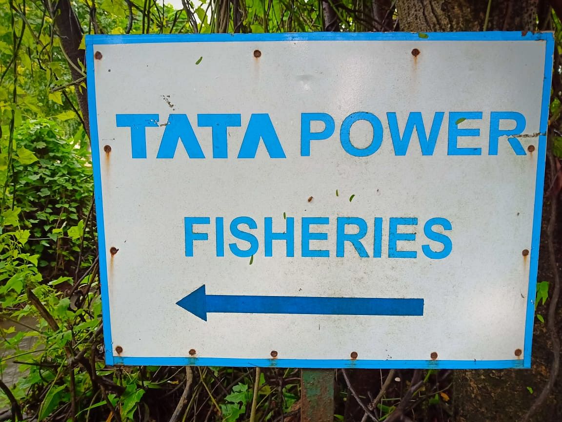 Tatas set example with long-term Mahseer conservation 