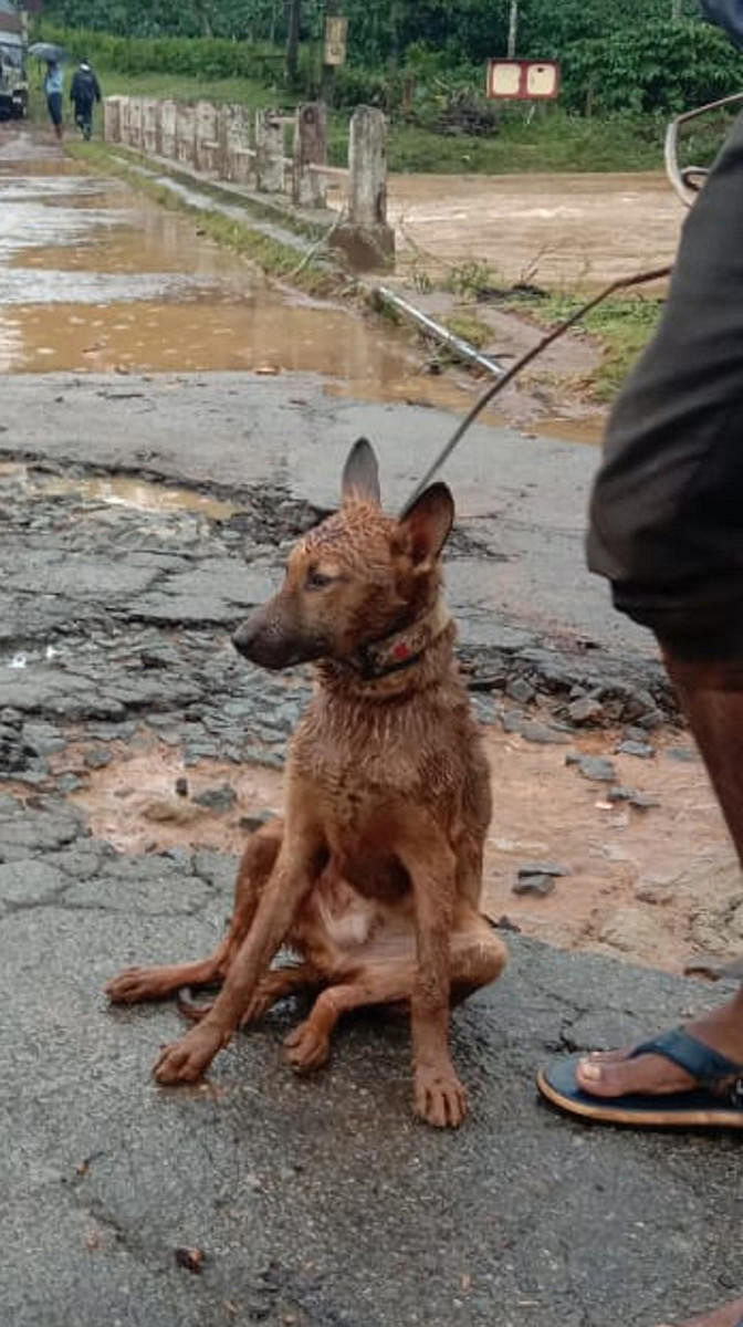 ‘Taiga’, the dog, survives Thora landslide