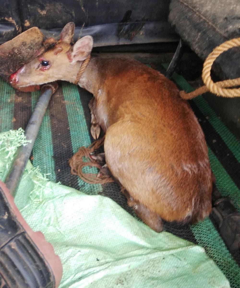 Deer trapped in a mesh rescued