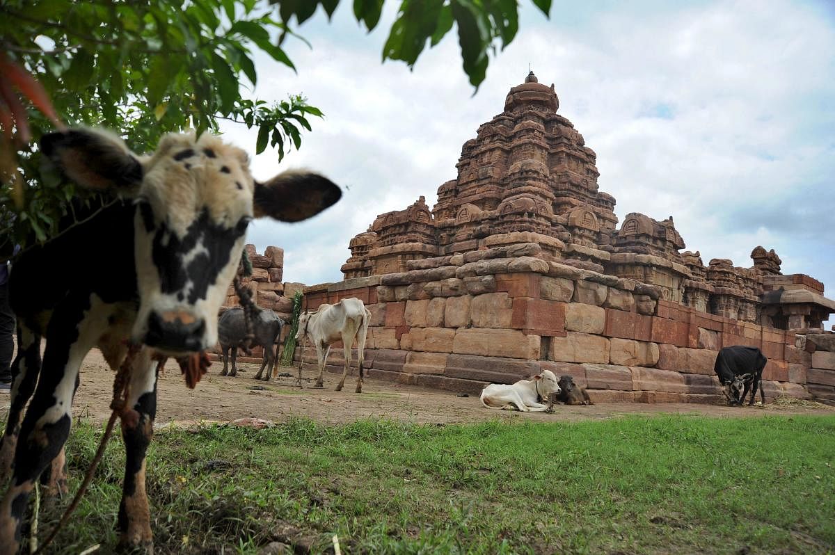 Along with villagers, cattle too take shelter at the World Heritage Site in Pattadakal due to the recent floods. | DH Photo: Pushkar V