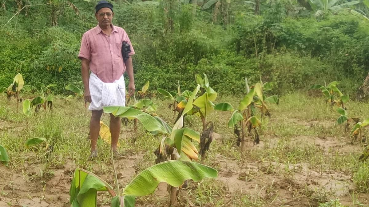 E Moidu, a plantain farmer at Chennalde who lost about 500 plantains in the floods, said that he was yet to recover from the loss caused in the previous floods.