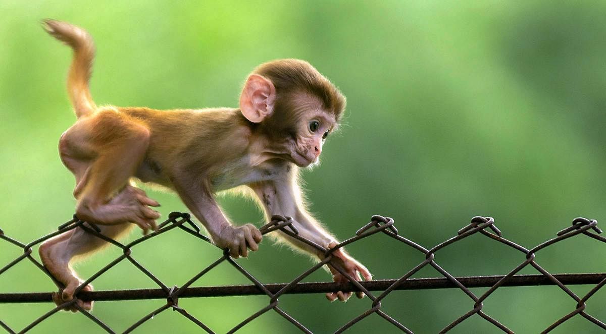 Monkey menace haunts areca growers in Koppa