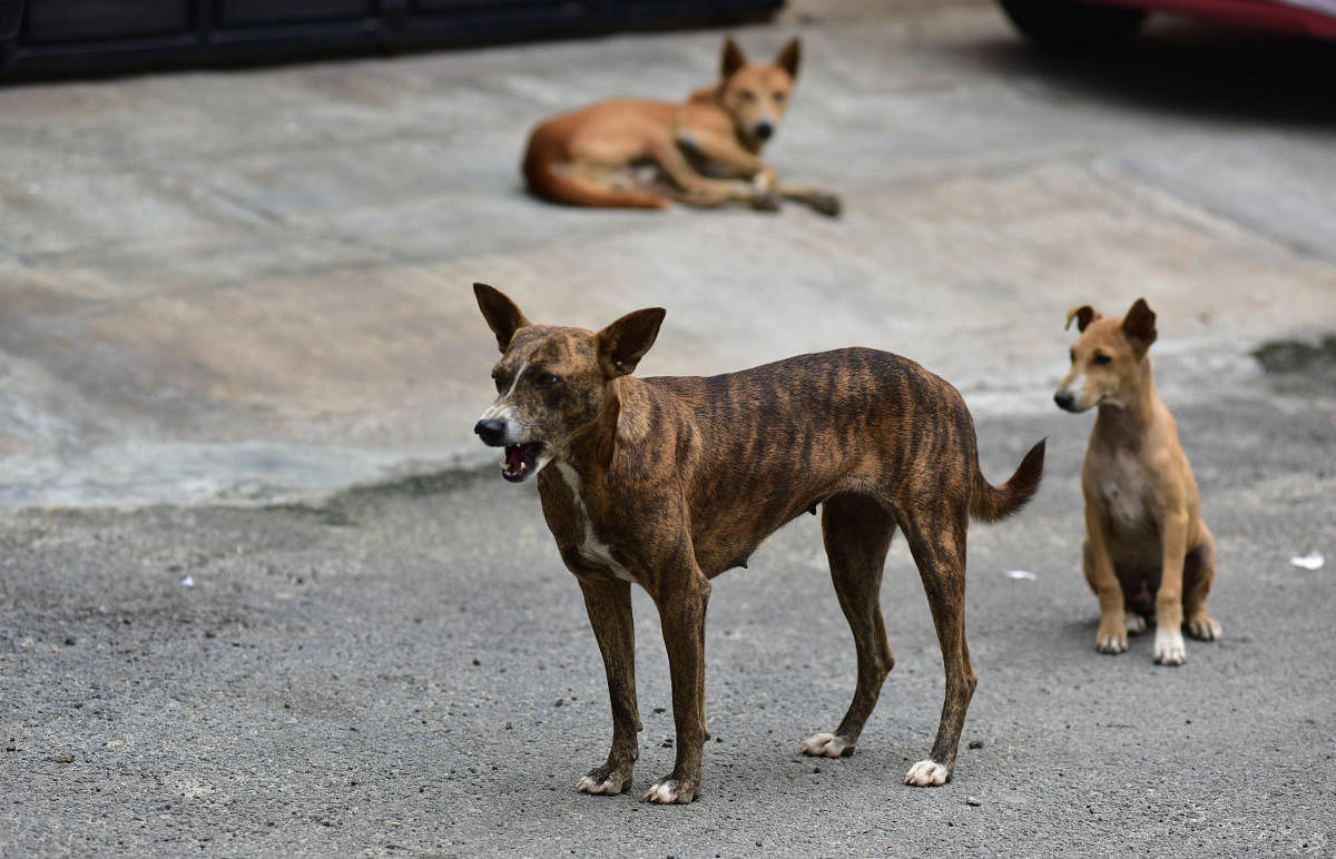 Security guards torture two stray dogs, booked