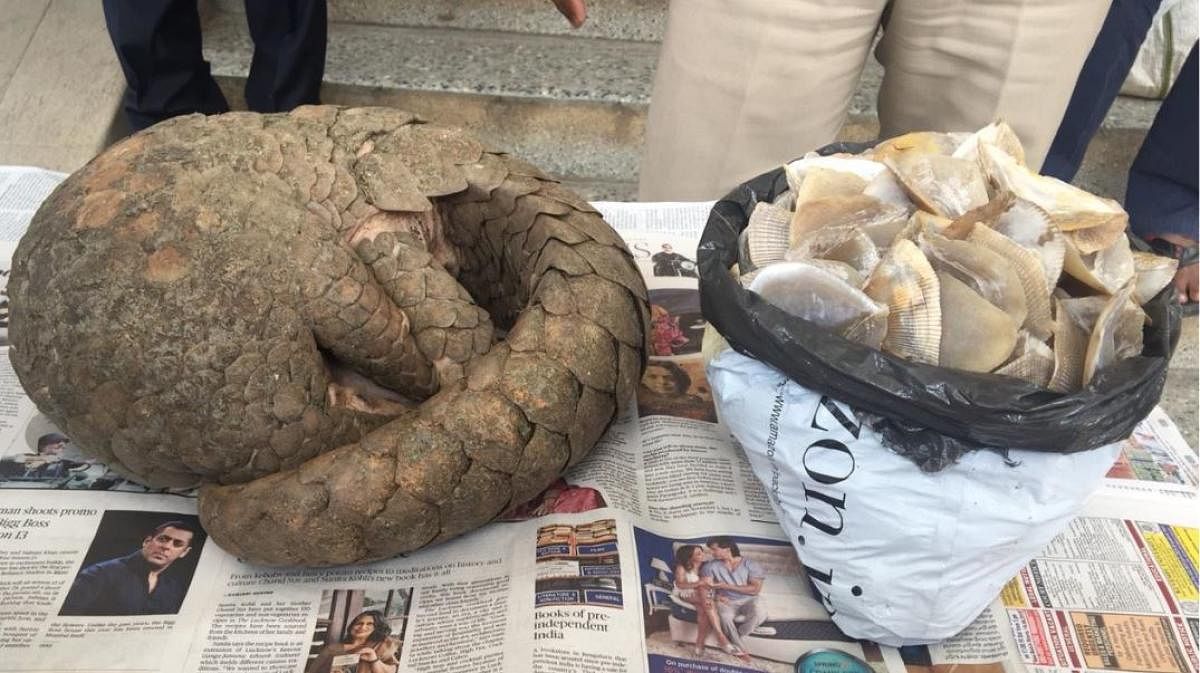 Two held for selling Pangolin scales