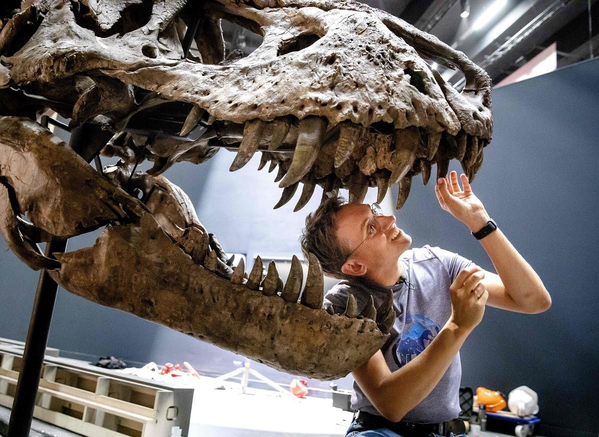 T rex had an air conditioner in its head: Study