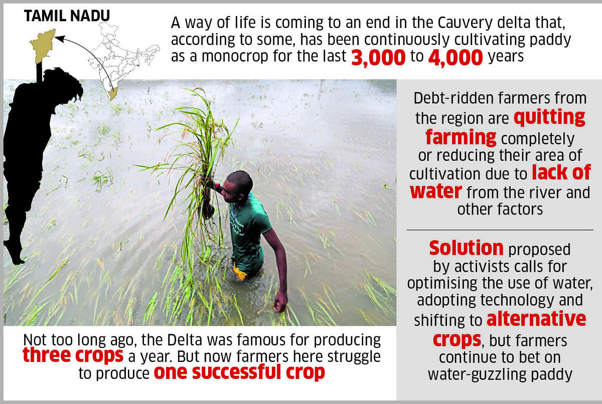 Struggle to regain farming glory in Cauvery Delta