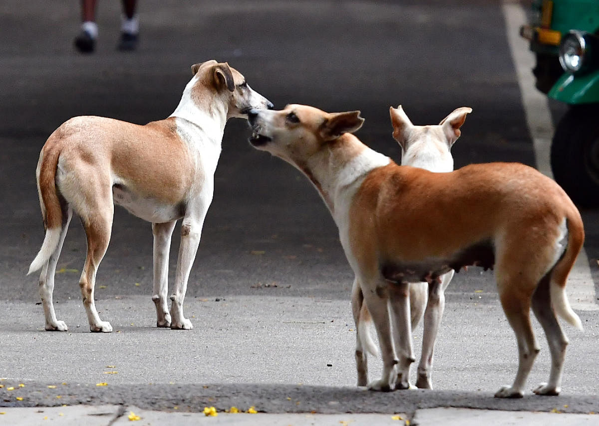 At least 90 stray dogs found killed in Maharashtra