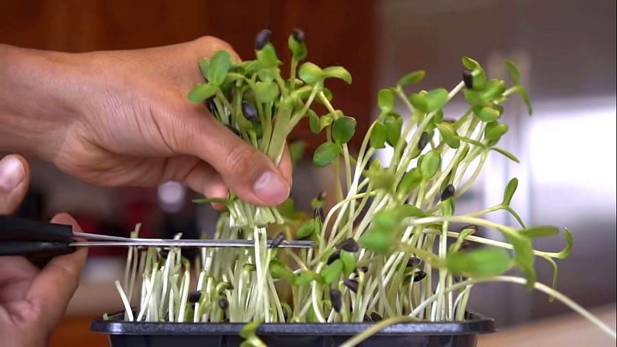 Like fresh herbs? Try microgreen gardening