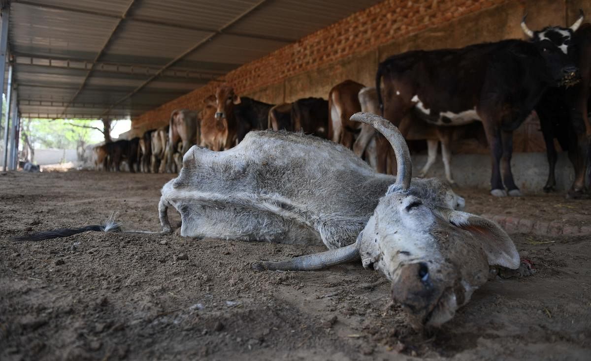 Man held on cow slaughter charge in UP's Muzaffarnagar
