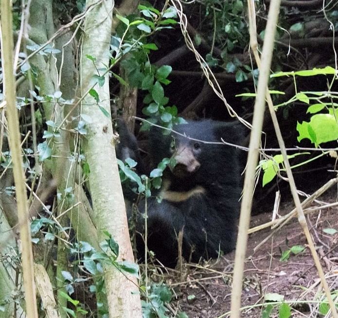 18-month-old sloth bear trapped in snare rescued