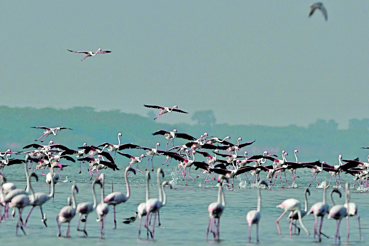 NGT directs KSPCB to monitor work on Bidar lake