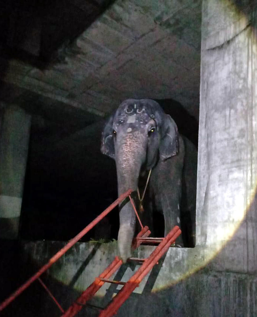 Krishna Mutt’s female elephant shifted to Hirekal Mutt