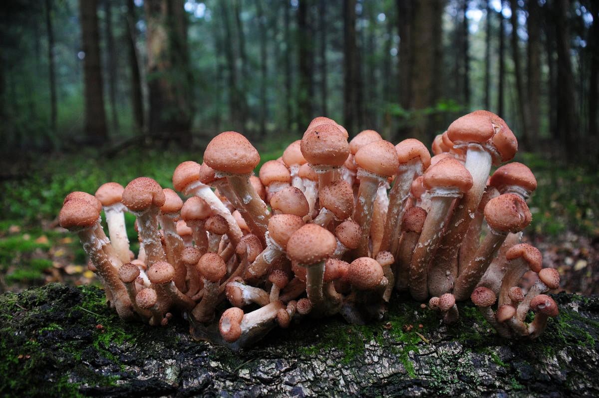 One of world's deadliest fungus identified in Australia