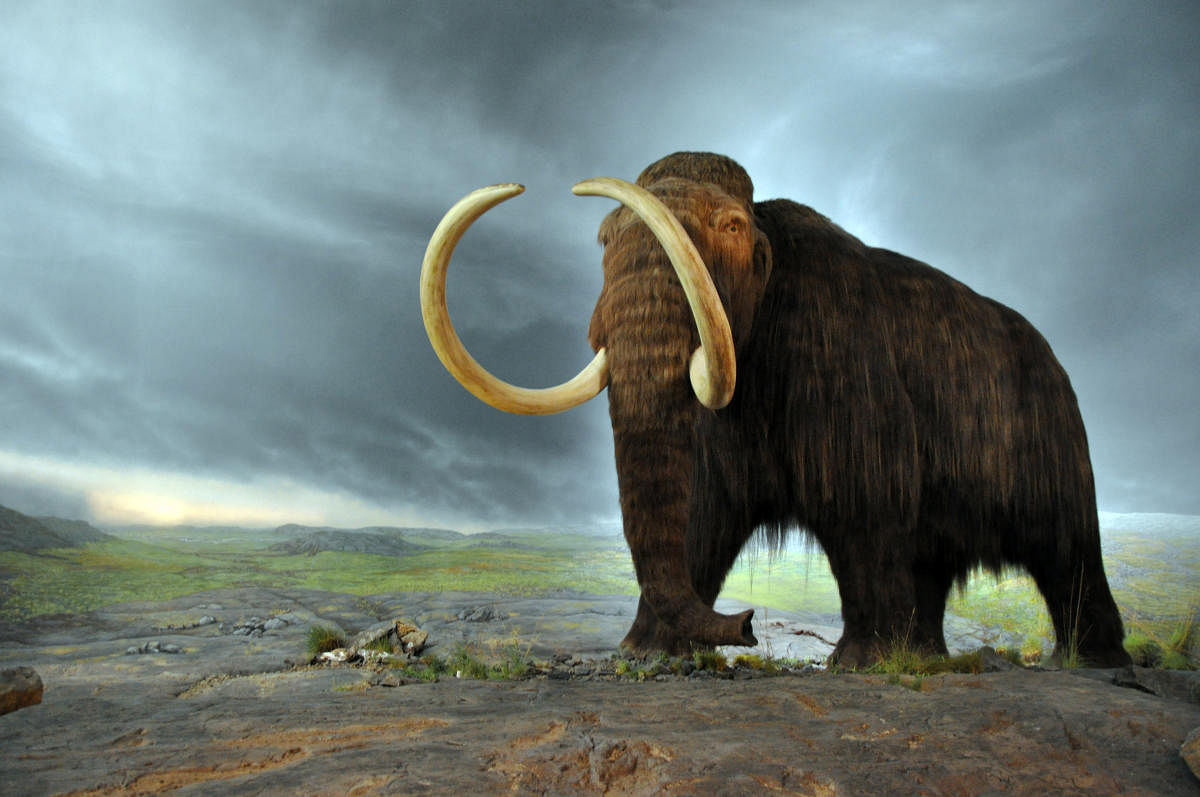 Last woolly mammoths died on Arctic island: Study