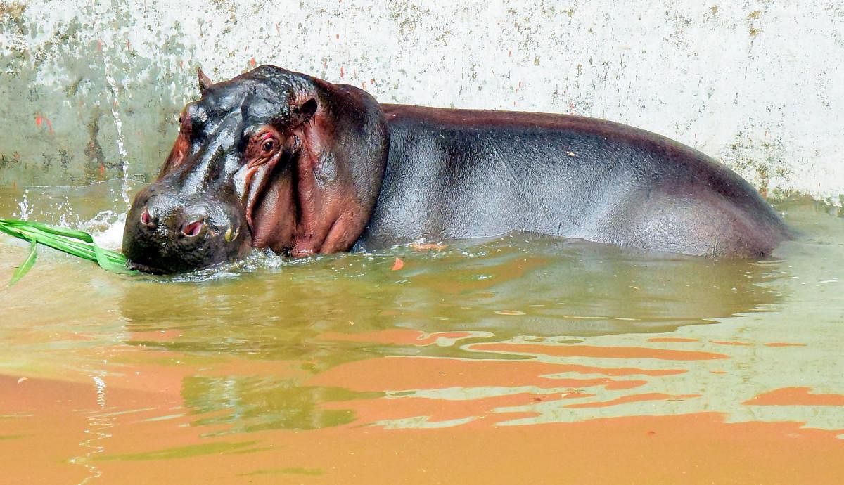 Bannerghatta zoo to remain open on Vijayadashami