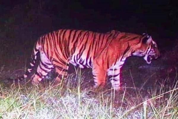 The tiger that walked 100 km in search of territory