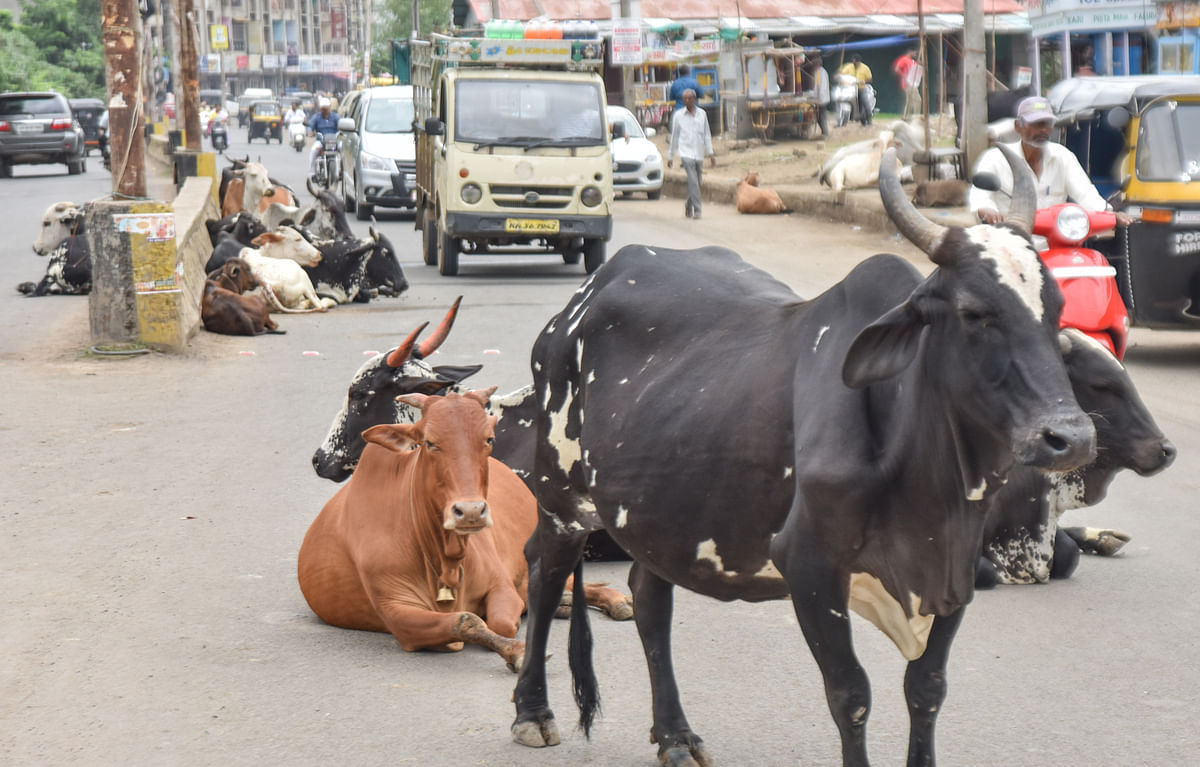 Goa: Stray cattle turned non-vegetarian, says minister