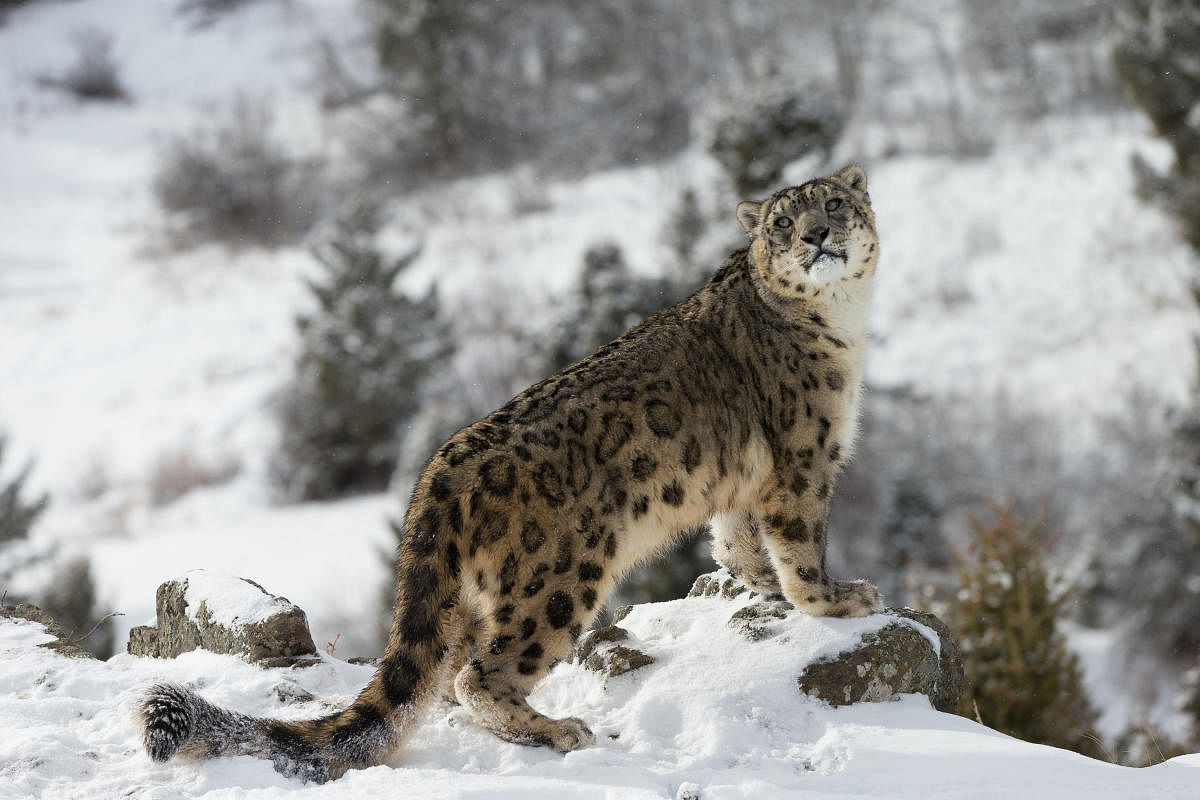 First snow leopard census set to take off