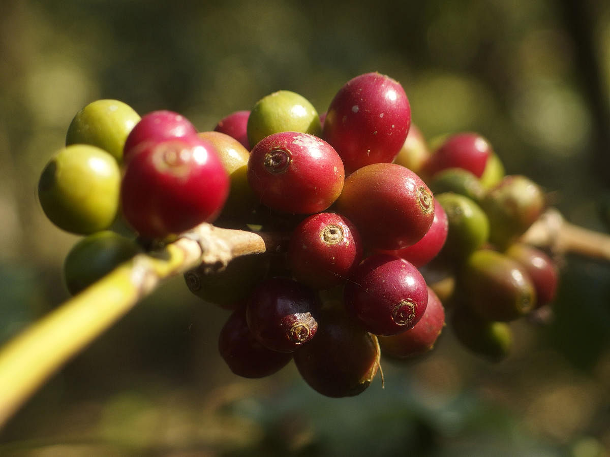 Coffee goes cold as wet streak hits crops