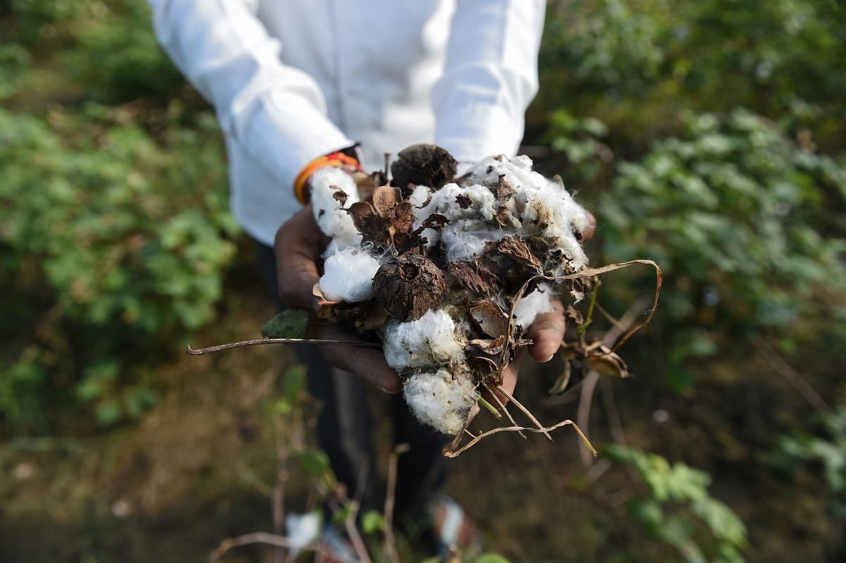 Textile policy aims to harness state's cotton output