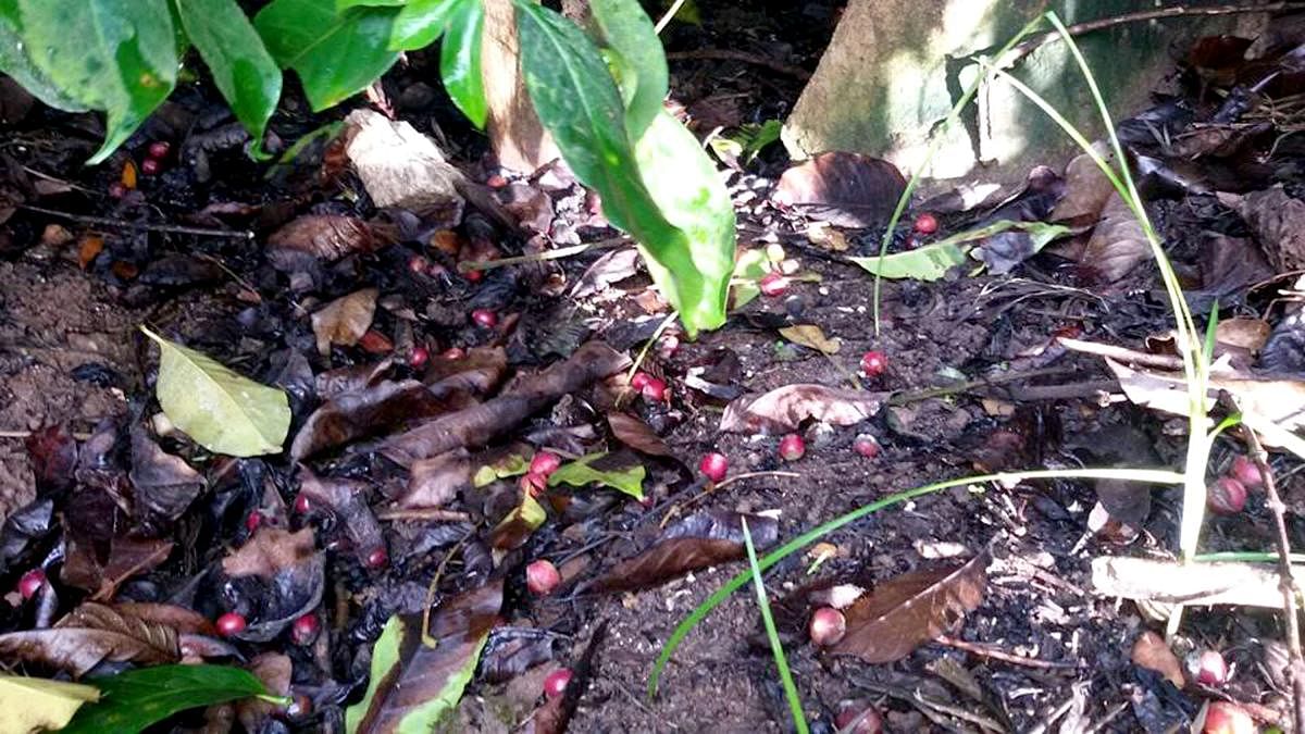Coffee growers fear crop loss due to untimely rain