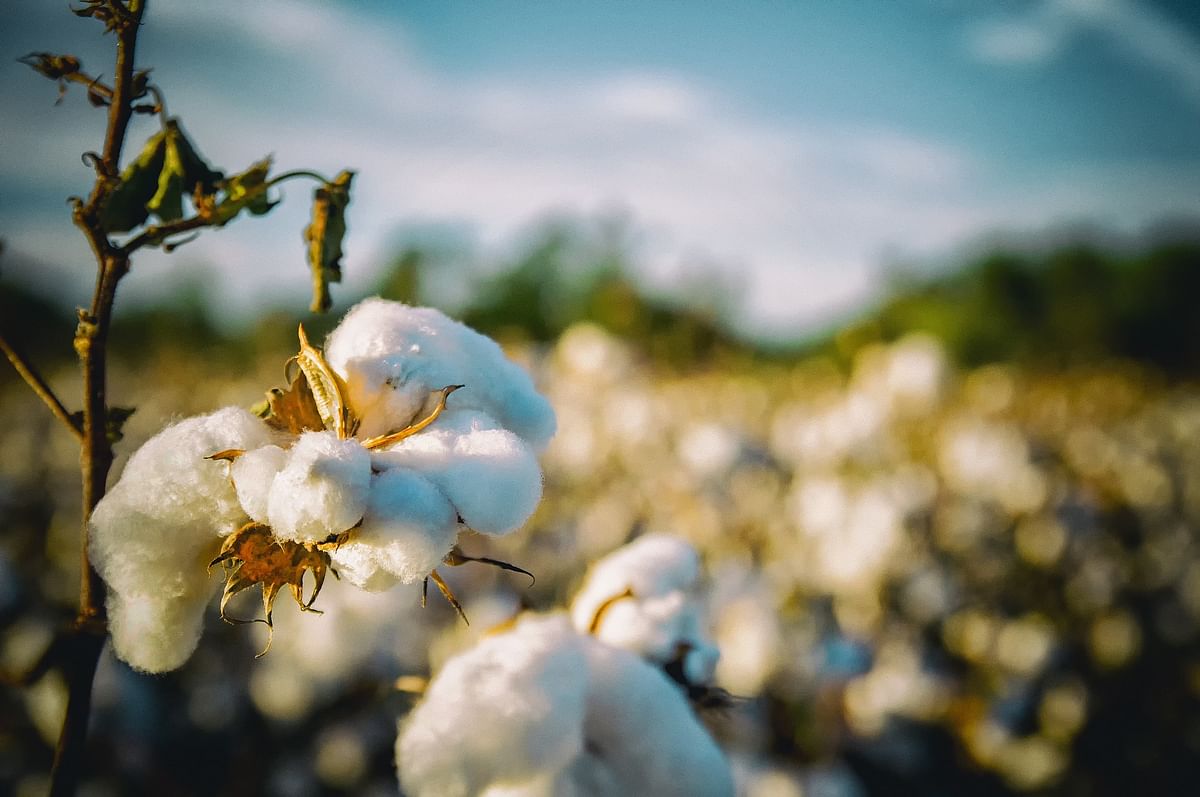 China’s FTA with Pakistan dents cotton yarn exports