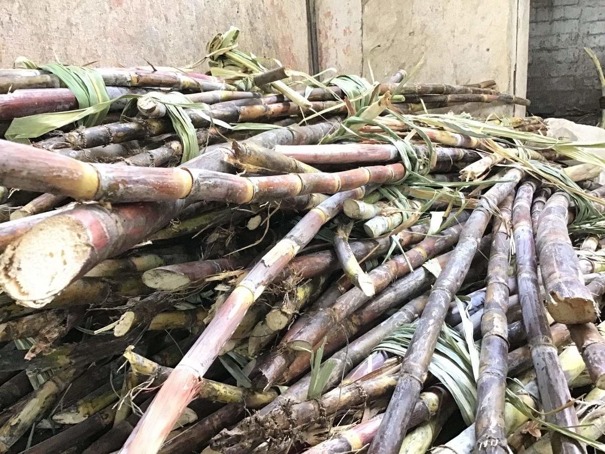 Sugarcane crushing in Maha, K'taka to be delayed: ISMA