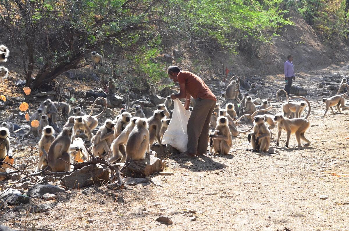 And now an exclusive park for monkeys in Karnataka