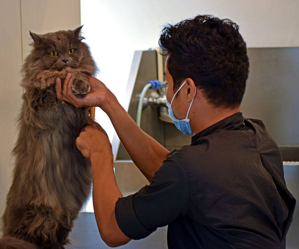Pet grooming is serious business for many