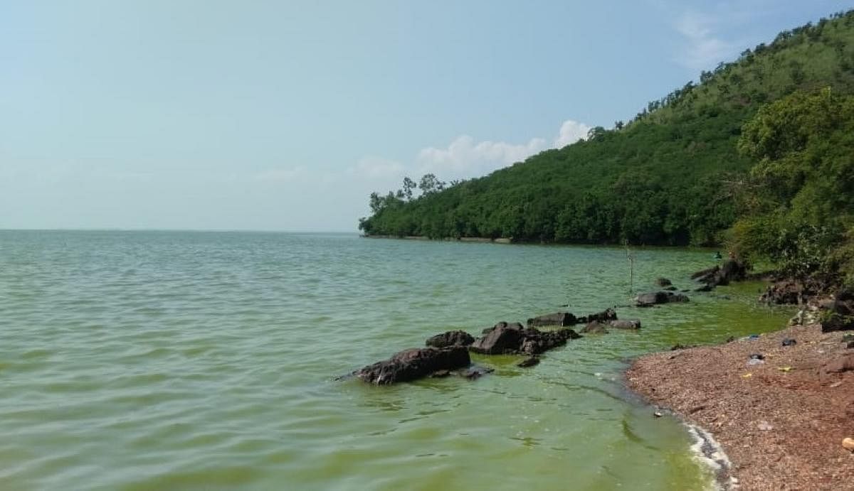 TB dam water turns green, due to blue-green algae bloom