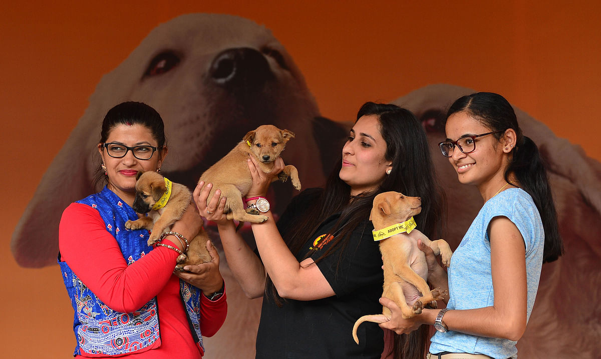 Indie pup adoption drives draw more volunteers now