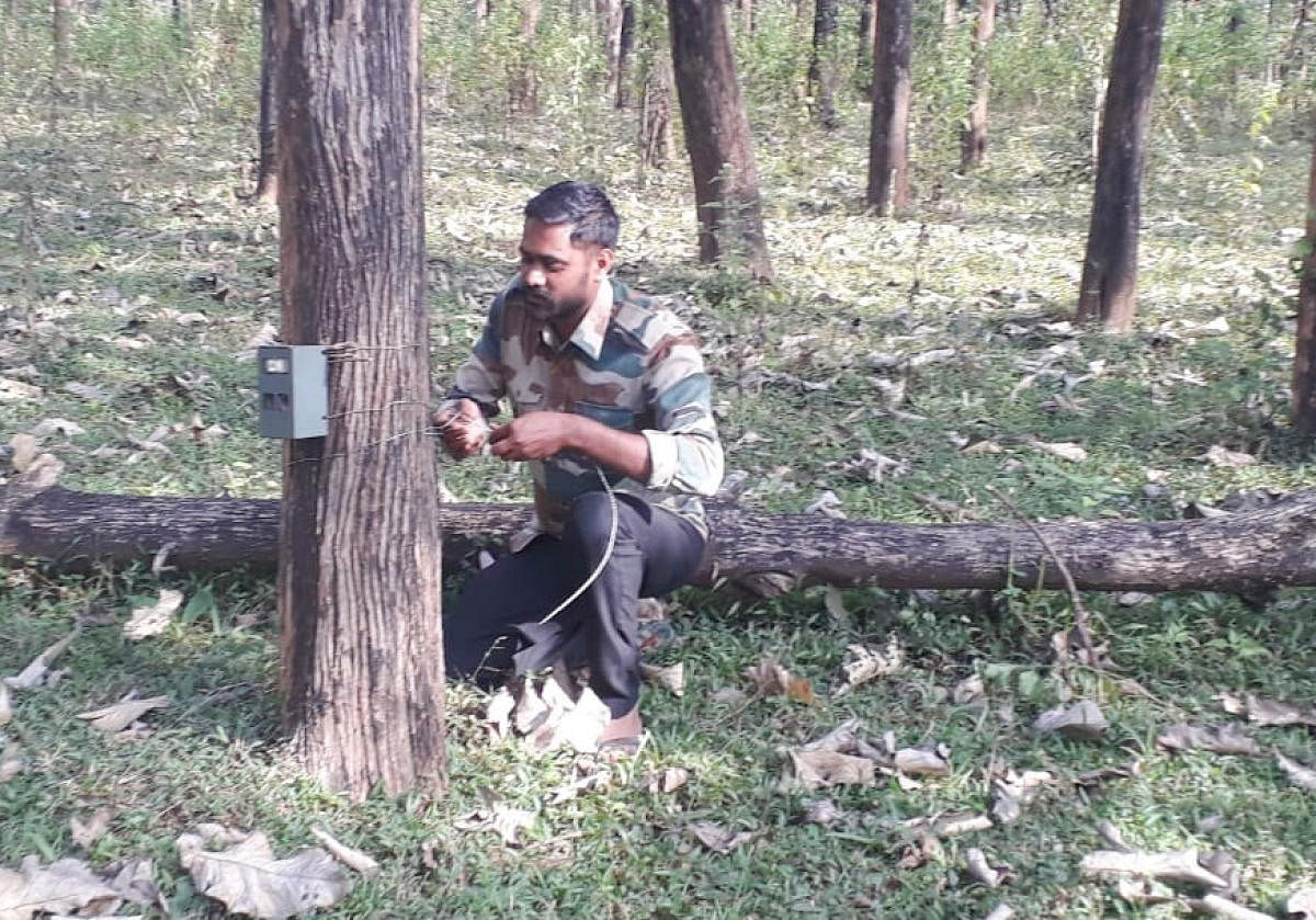 CCTV cameras to track tiger movement