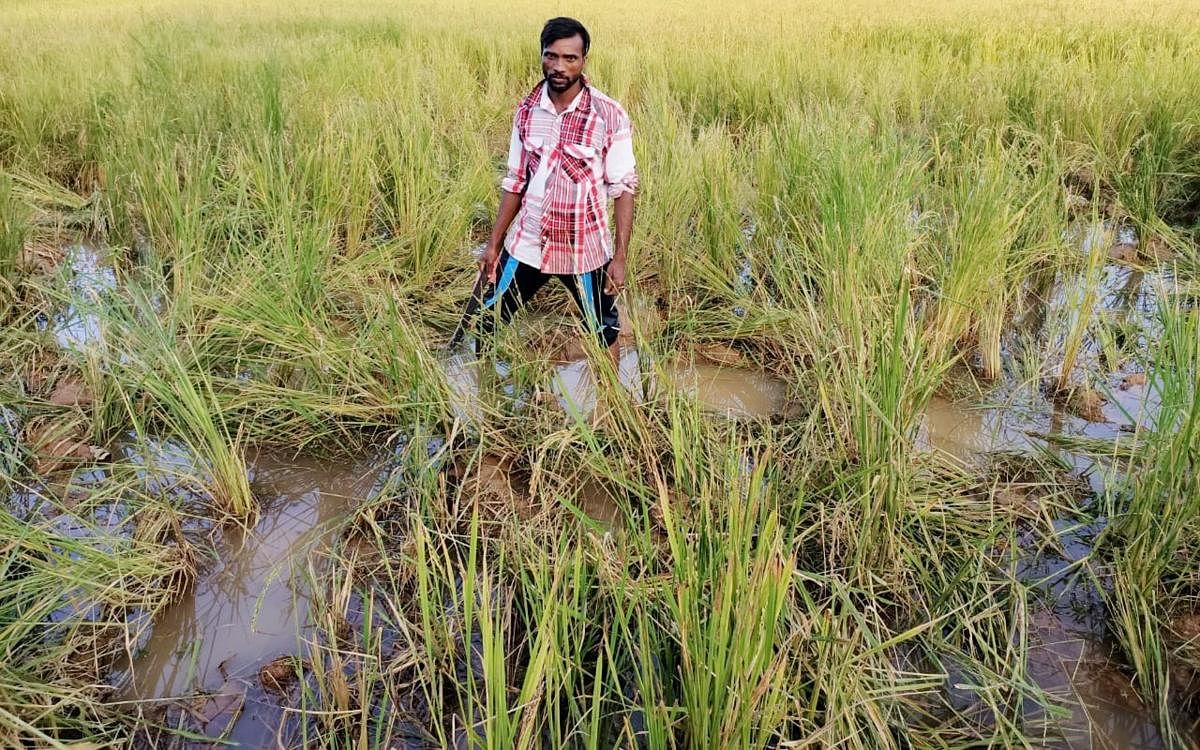 Herd of elephants damages paddy