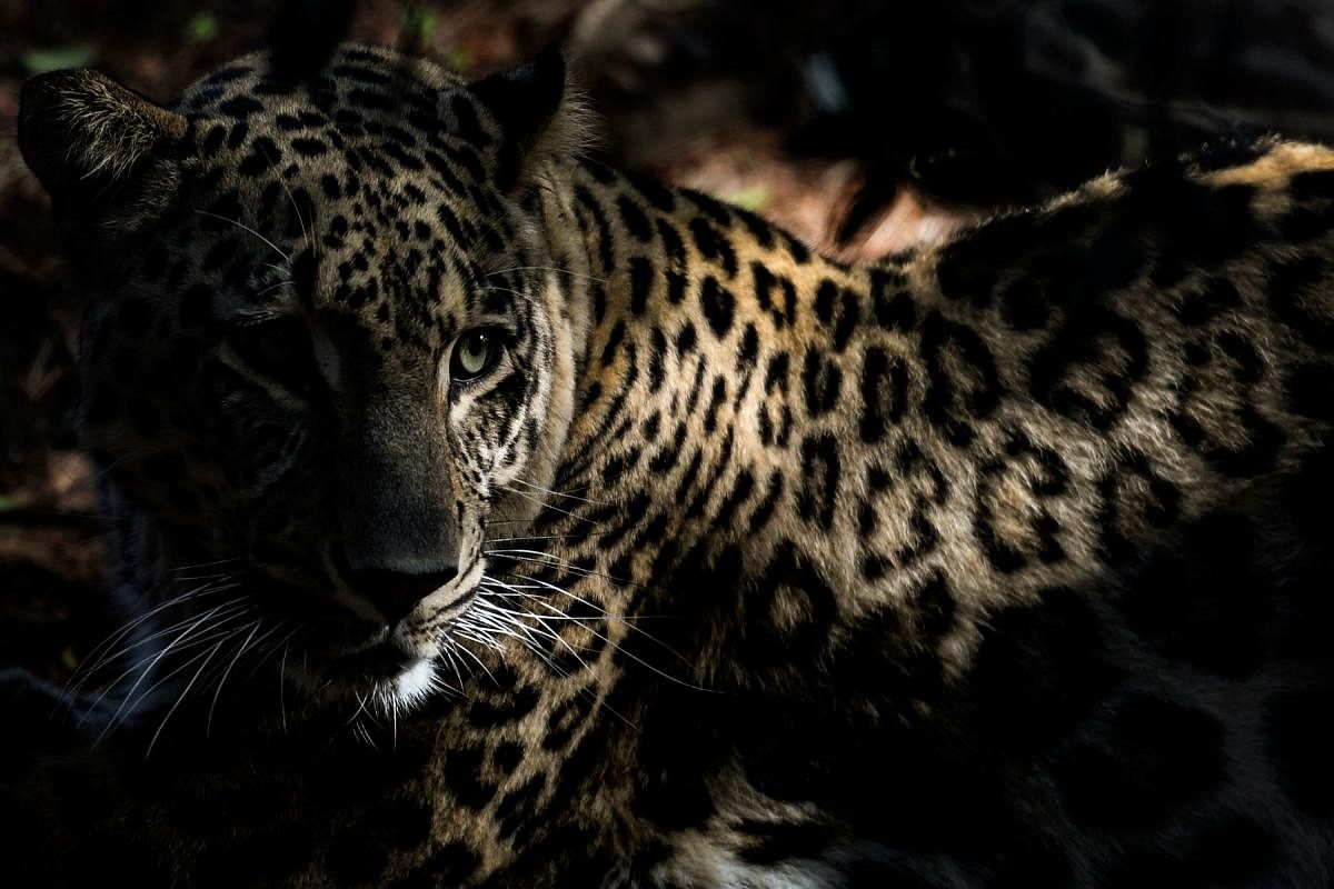 Female leopard gets trapped in fence, dies