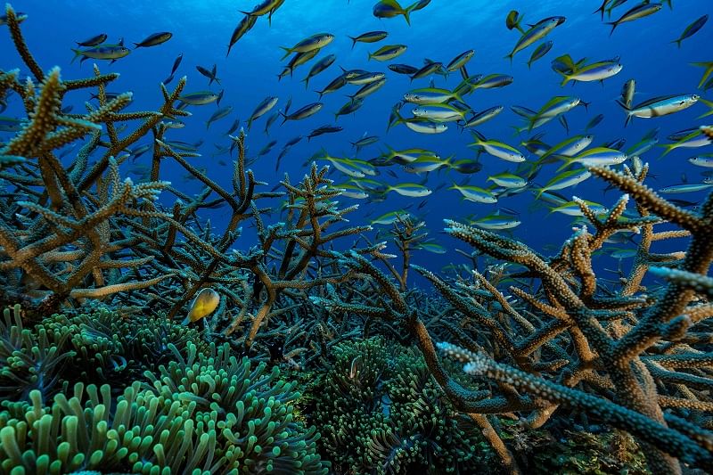 Underwater loudspeakers can restore coral reef: Study