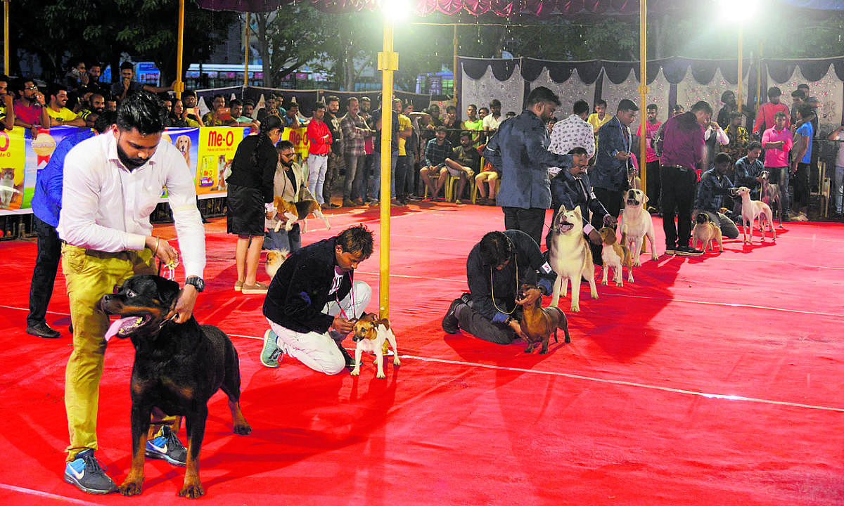 Two-day dog show gets good response in Mangaluru