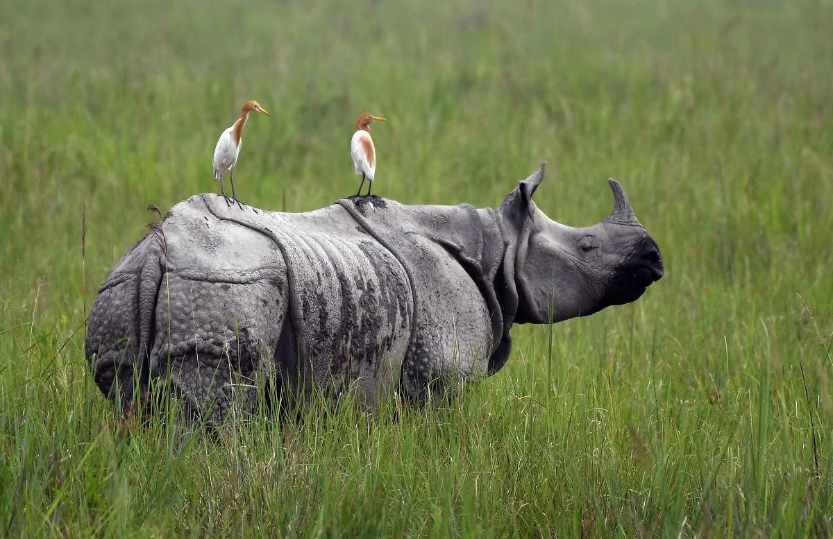 Cops are key in saving rhinos and tigers: Experts