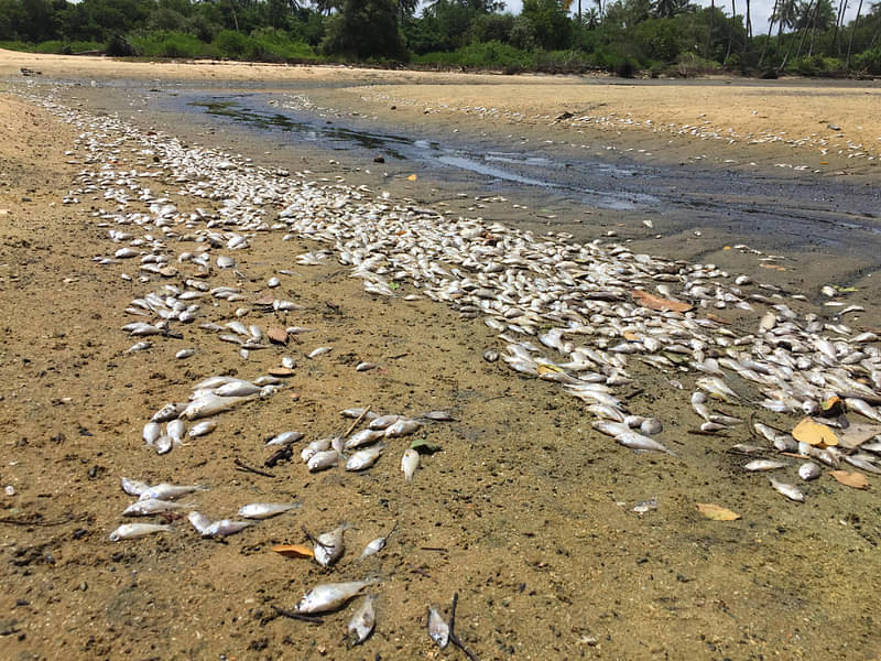 Dead fish found floating in Ganga canal