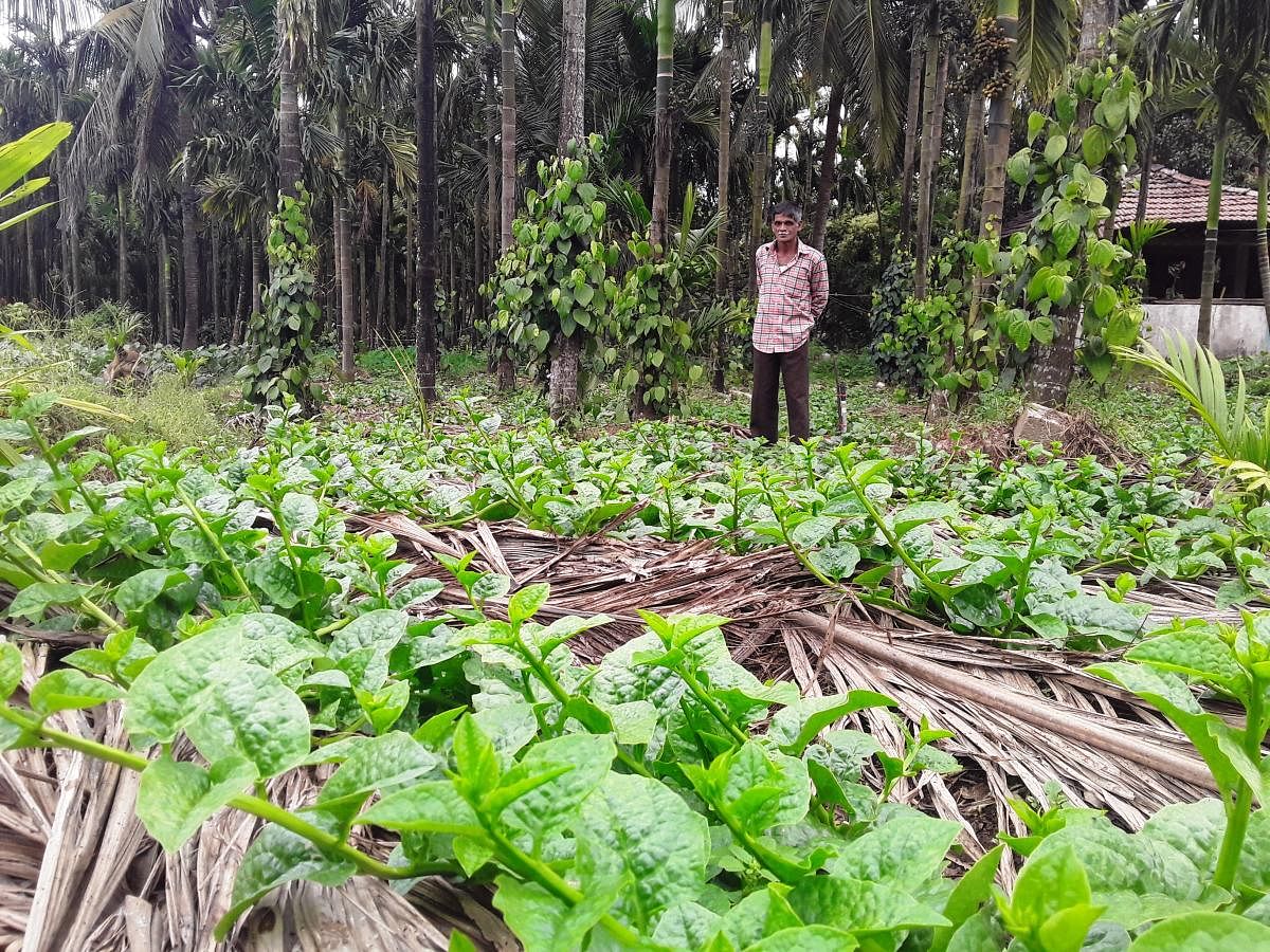 Farmer succeeds in cultivating vegetables amid arecanut