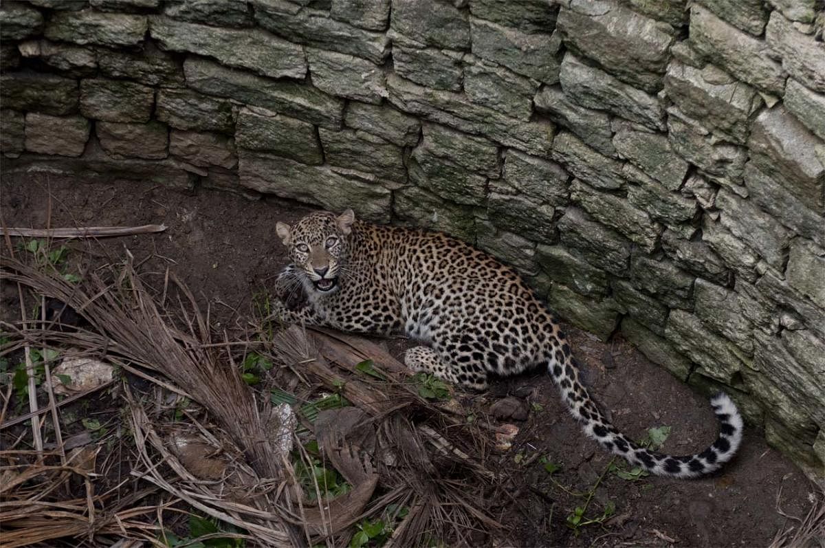 Open, abandoned wells pose threat to leopards: Study 
