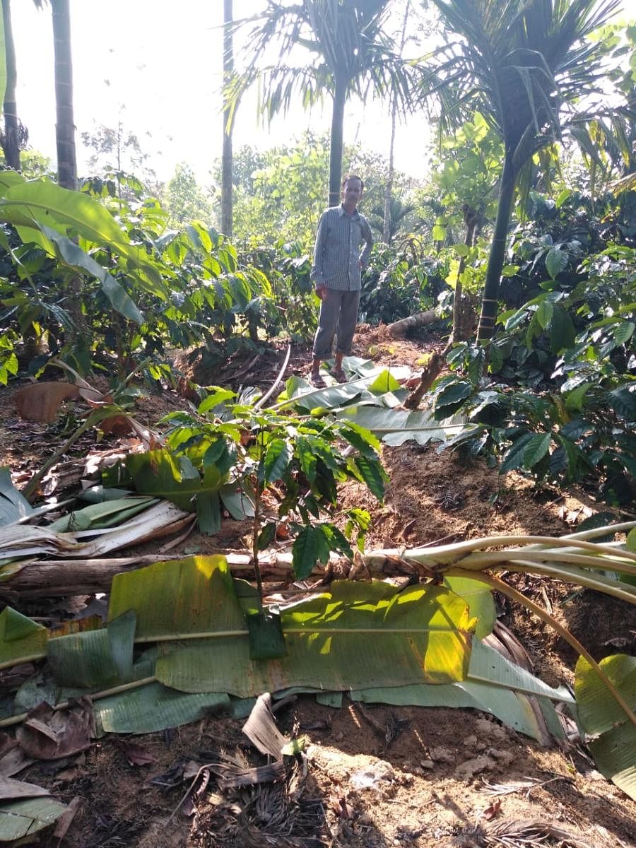 Wild elephants destroy crops in Sabbenahalli
