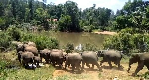 Elephant herds camp near Kappinakodi villages in Mysuru