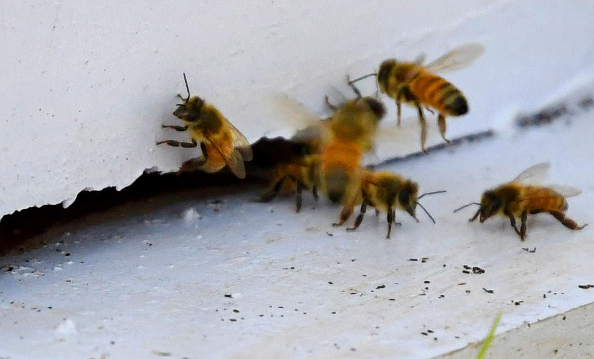 15 injured in bee attack
